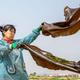 A worker dries kelp in Lidao Township, Rongcheng, in east China’s Shandong Province